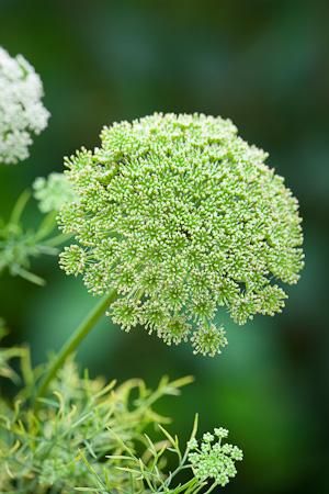 Best Garden Plants, Ammi Visnaga, Flower Seedlings, Plants And Gardening, Sarah Raven, Kitchen Kit, Cut Flower Garden, The Good Life, White Gardens