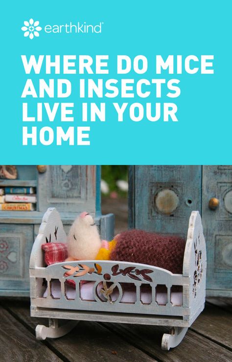 Where do mice and insects live in your home? Almost a third of Americans have had a mouse in the house, and just about half of all rodent problems happen during this time of year. Learn about safe and effective pest prevention now. #mice #rodents #rats #pestcontrol #tips #howtogetridofpests Homestead Cleaning, Prevent Mice In House, Keeping Mice Out Of Chicken Coop, Home Remedy To Get Rid Of Mice, How To Keep Mice Out Of Camper, Plants That Repel Mice And Rats, Mouse In The House, Rodent Repellent, Getting Rid Of Mice