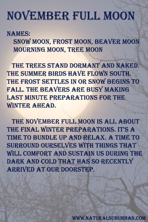 Dead branches in a vase, beaver and bear quotes, fattening foods, bedding/nesting items for the hibernation cave, buried acorns--an acorn display. Fur--growing in your winter coat (a lock form gretchen?) tubas and roots November Full Moon, Frost Moon, Full Moon Names, Moon Meaning, Moon Names, Wicca Witchcraft, Moon Cycles, The Full Moon, Moon Magic