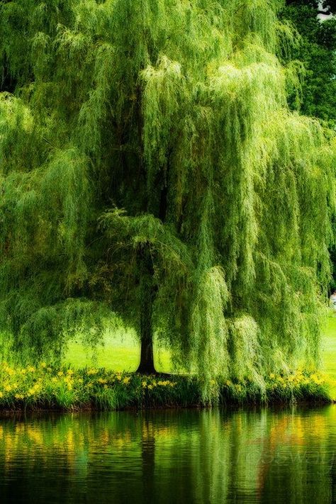 Louisiana weeping willow tree Konst Designs, Weeping Willow Tree, Matka Natura, Weeping Willow, Nature Water, Tree Photography, Green Tree, Nature Tree, Tree Forest