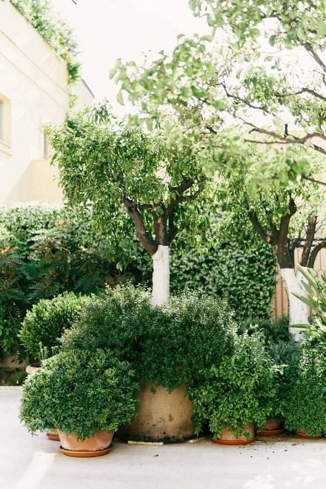 When building a container garden collection - evergreen plants and shrubs are the backbone of a design. Here are the 10 best evergreen plants for pots. Use these container plants to pair with other perennials in pots for an inspiring 4-season arrangement of garden pots and landscape planters. Pictured: An assortment of evergreen dwarf green velvet boxwood arranged in pots within a serene courtyard. Boxwood Potted Plant, Potted Gardens Ideas, Courtyard Pots And Plants, Mediterranean Plants In Pots, Evergreen Front Porch Planter, Container Garden Front Yard, Pea Gravel Container Garden, Backyard Plants In Pots, Potted Evergreen Trees