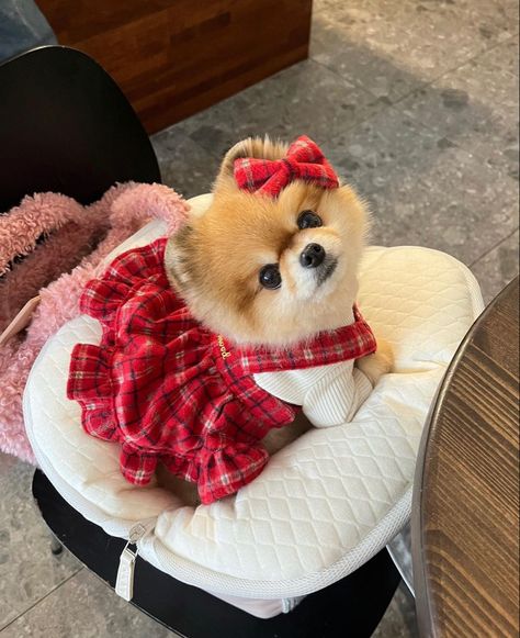 Pomeranian Clothes Outfit, Toy Pom, Toy Breeds, Pomeranian Puppy, Puppy Clothes, Luxury Dog, Animal Photo, Cute Puppies, Fur Babies