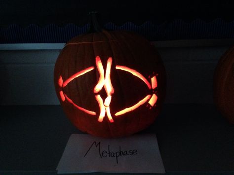 Cell cycle pumpkin carvings my anatomy class made! Pic 5 of 9 - metaphase Biology Pumpkin Carving Ideas, Haunted Trail, Pumpkin Carving Designs, Cell Cycle, Pumpkin Carving Ideas, Pumpkin Carvings, Carving Ideas, Carving Designs, Pumpkin Design