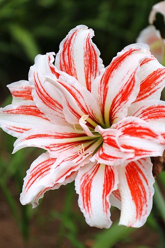 Lily....not sure what kind of lily this is...but wow I think it should be called a Christmas Lily.... Lilies Flowers, Plant Friends, Fantastic Flowers, Flowers Real, Lily Flowers, Perfect House, Most Beautiful Flowers, Daylilies, Unique Flowers