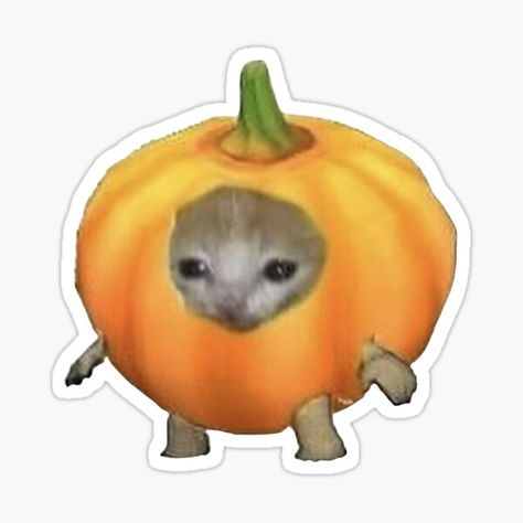 Pumpkin Pfp, Pumpkin Meme, Minecraft Frog, Funny Cat Stickers, Sensodyne Pronamel, Cat In A Pumpkin, Fruit Cat, Cat In Pumpkin, Animated Pumpkins