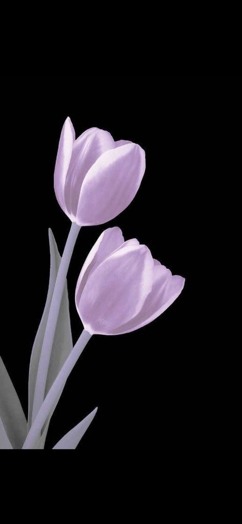 Frozen Flowers Wallpaper, Light Pink Tulips, Uicideboy Wallpaper, Tulip Art, Tulip Drawing, Purple Flowers Wallpaper, Tulip Painting, Tulips Art, Simple Phone Wallpapers