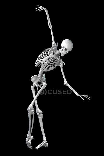 Anatomy of a dancer, computer illustration. A human skeleton in a ballet pose showing skeletal activity in ballet dancing. — bones, Dynamic - Stock Photo | #517247114 Skeleton Anatomy Reference, Dancing With A Skeleton, Skeleton Gesture, Posing Skeletons, Skeleton Project, Skeleton Ballerina, Skeleton Reference, Skeleton Poses, Skeleton Back