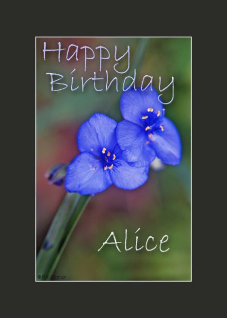 Happy Birthday Alice card Happy Birthday Cheryl, Happy Birthday Alice, Happy Birthday Mom Card, Happy Birthday Mary, Happy Birthday Ecard, 90th Birthday Invitations, Best Birthday Quotes, Personalized Holiday Cards, Free Birthday Card