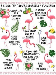 Flamingos Quote, Pink Flamingo Party, Flamingo Fashion, Flamingo Pictures, Flamingo Themed Party, Flamingo Craft, Fancy Flamingo, Flamingo Birthday Party, Funny Flamingo