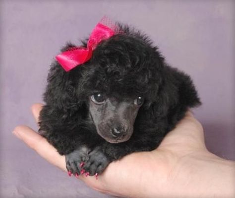 Anjing Poodle, Poodle Black, Mini Poodle, Black Poodle, Poodle Grooming, Poodle Puppies, Mini Poodles, Miniature Poodle, Poodle Mix