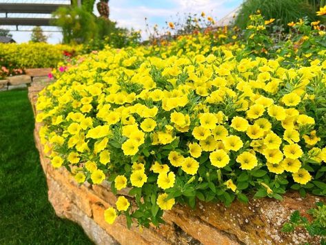 Supertunia Mini Vista Yellow, Yellow Petunias, Flower Bed Borders, Petunia Flower, Landscape Plants, Yard Landscape, Planting Ideas, Flower Bed, Landscaping Plants