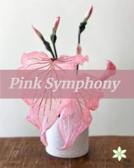 Pink symphony caladium plant Green Veins, Pink Princess, Green Leaves, Indoor Plants, Pink And Green, Green, Pink, Plants