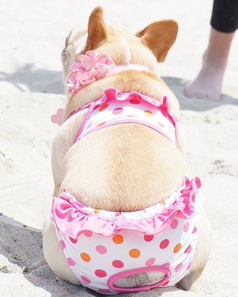 Frenchie bum! Frenchie Outfits, Frenchie Puppy, Cute French Bulldog, French Bulldog Puppies, Bulldog Puppies, English Bulldog, 귀여운 동물, Puppy Love, Cute Puppies