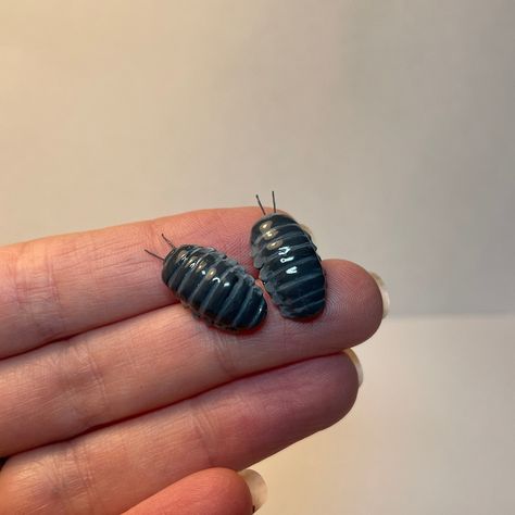 Isopods Stud Earrings, Handmade Earrings, Gift for Animal Lover - Etsy Sweden Isopod Jewelry, Creepy Earrings, Pill Bug, Dope Jewelry, Funky Jewelry, Jewelry Lookbook, Animal Jewelry, Animal Lovers, Cute Jewelry