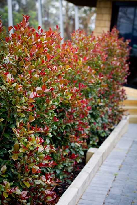 Low Maintenance Perennials, Low Maintenance Garden Design, Bush Garden, Garden Hedges, Screen Plants, Australian Native Garden, Hedging Plants, Front Garden Design, Australian Garden