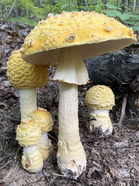 Mushroom Core, Poisonous Mushrooms, Fungi Art, Mushroom Images, Yellow Mushroom, Nature Witch, Mushroom Pictures, Northern Ontario, Garden Mushrooms