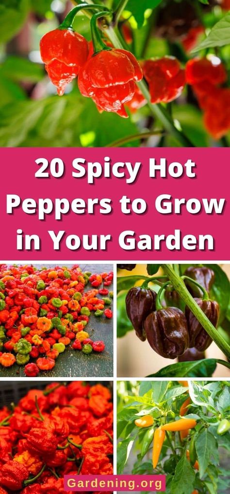 Hot Pepper Varieties, Canning Bell Peppers, Pepper Scale, Long Hot Peppers, Types Of Chili Peppers, Pepper Benefits, Pepper Varieties, Hot Peppers Plants, Growing Hot Pepper