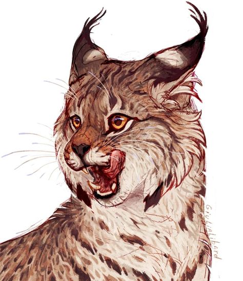 Eurasian Lynx, Lynx, A Drawing, A Cat, Animal Art, On Instagram, Instagram, Art