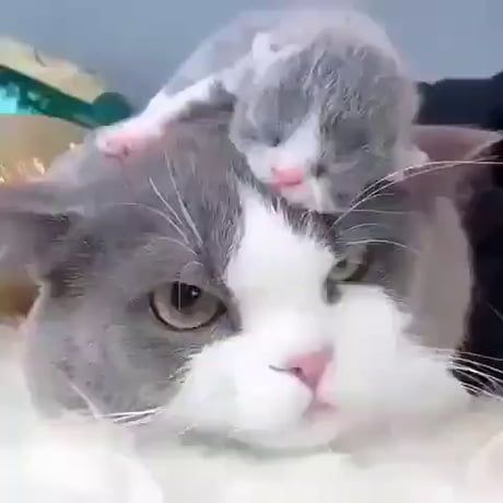 MOMAAAA~ Söt Katt, Image Chat, Cute Cats And Kittens, Cute Animal Videos, Funny Cute Cats, Grumpy Cat, Cute Creatures, Funny Animal Pictures