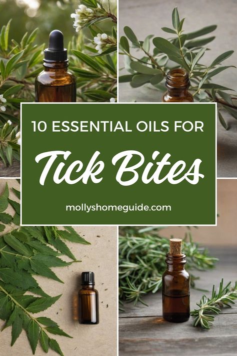 Discover the power of essential oils in repelling ticks and bugs naturally. Try these effective home remedies for tick bites, including DIY essential oil repellents. From homemade tick repellent sprays to natural mosquito repellent recipes, find the best solutions for keeping pests away. Learn about the benefits of essential oils for tick bites and Lyme disease, and explore how to use 10 different essential oils for repelling bugs. Homemade Tick Repellent, Natural Mosquito Repellent, Oil Image, Helichrysum Essential Oil, Benefits Of Essential Oils, Tick Bite, Tick Repellent, Natural Mosquito Repellant, Chamomile Essential Oil