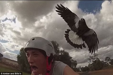 A series of videos show several cyclists being attacked by magpies as ecologists warn the bird's swooping season will be longer and more aggressive than last year Bird Attack, Bird People, Bird Eggs, Interesting Animals, First Day Of Spring, Animal Stories, I Have No Friends, Bird Photography, Magpie