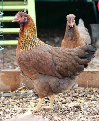 Welsummer For Sale | Chickens | Breed Information | Omlet Welsummer Chicken, Buff Orpington, Bantam Chickens, Rhode Island Red, Fancy Chickens, Chicken Bird, Coop Design, Egg Production, Chicken Coop Designs