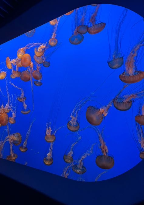 -monterey bay aquarium #jellyfish #montereybayaquarium #aesthetic Aquarium Aesthetic Jellyfish, Monterey Bay Aquarium Aesthetic, Jellyfish Aquarium Aesthetic, Sea Biology, Trip Moodboard, Aquarium Pics, Moana Aesthetic, Monterey Aquarium, Aquarium Jellyfish