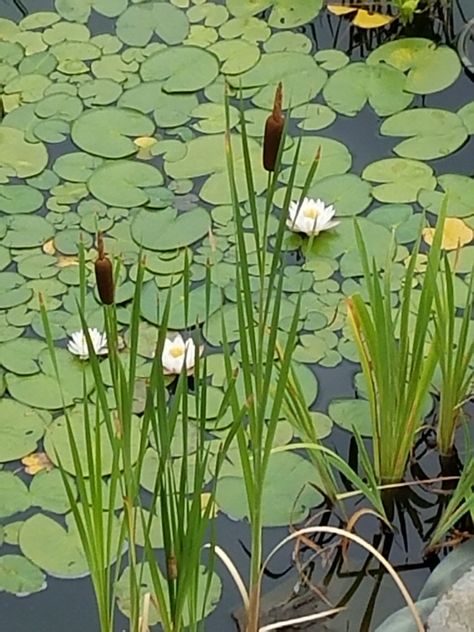 Lillypads Drawing, Pond Background, Frog Ideas, Pond Drawing, Lilly Pond, Fly Drawing, Koi Fish Drawing, Pond Painting, Fish Drawing