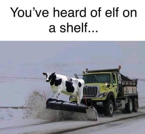 New Year Jokes, Elf On A Shelf, Cow Pictures, Cute N Country, Crazy Funny Memes, Funny Animal Memes, A Shelf, Funny Animal Pictures, On The Shelf