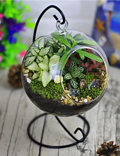 AmazonSmile: 24 pcs Miniature Garden Ornaments, Fairy Garden Animals for Dollhouse Plant Pot, Home Decoration : Patio, Lawn & Garden Plants Good For Cats, Globe Terrarium, Fairy Garden Animals, Fairies Garden, Indoor Water Garden, Garden Frogs, Hanging Terrarium, Mini Fairy Garden, Indoor Plant Care