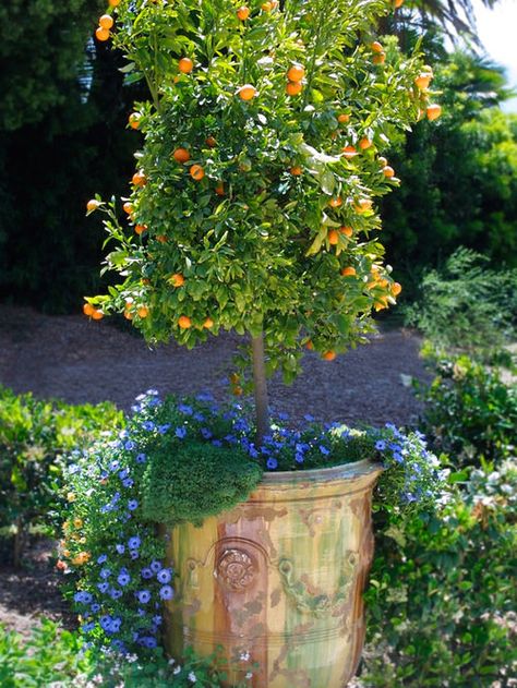 Container Planting Ideas, Citrus Tree Indoor, Kumquat Tree, Flower Pot Ideas, Tattoo Plant, Patio Trees, Garden Urns, Citrus Trees, Potted Trees