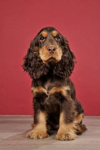 Cocker Spaniel- my cocker spaniel was an amazing dog growing up. i'd love to have another someday! Cocker Spaniel Anglais, Golden Cocker Spaniel, Best T Shirts, American Cocker Spaniel, Cocker Spaniel Puppies, Cocker Spaniel Dog, English Cocker, English Cocker Spaniel, Spaniel Puppies