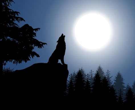 Wolf And Moon, Moon Nature, Moon Wolf, Wolf Silhouette, George Carlin, Wolf Moon, Never Stop Learning, Free Illustration, Anime Wolf