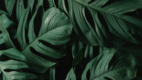 Green Horizontal Aesthetic, Ipad Wallpaper Aesthetic Horizontal Hd Green, Green Background Horizontal, Ipad Wallpaper Aesthetic Horizontal Hd, Webpage Background, Videos Cool, Green And Black Background, Google Backgrounds, Green Leaf Wallpaper