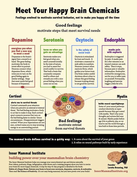 Dopamine Serotonin, Happy Brain, Brain Chemicals, Psychology Notes, Psychiatric Medications, Brain Facts, Brain Anatomy, Brain Boost, Health Activities