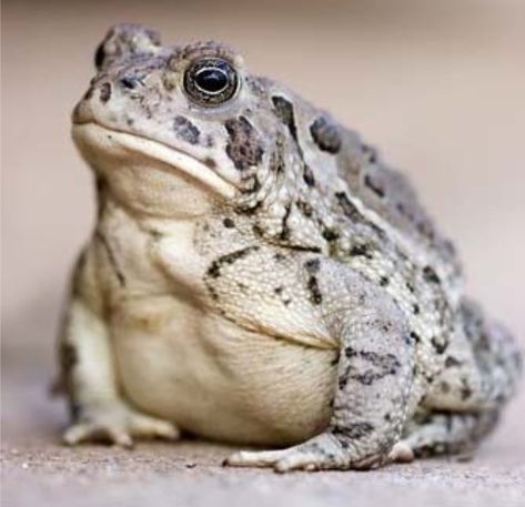 Toad House, Funny Frogs, A Frog, Frog And Toad, Cute Frogs, Reptiles And Amphibians, Back Garden, Toad, Amphibians