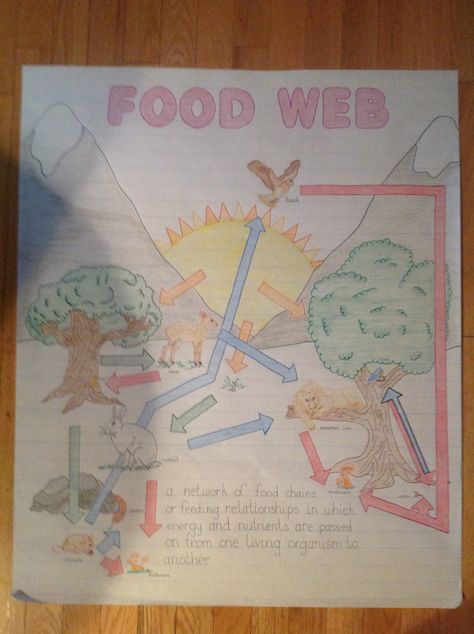 Food Web Anchor Chart Food Web Poster Project, Food Web Drawing, Food Web Project, Food Webs Projects, Abiotic Factors, Science Drawing, Food Web Design, Science Anchor Charts, Chart Tool