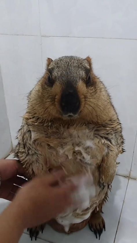 @marmot_qh Marmot bathing 😁 #marmot #animals #baby #pet #eating #asmr #bathing #cute #fyp ♬ original sound - Marmot QH - Marmot QH Tiktok by Marmot QH... If you want your child will be disciplined, successful, independency in future you will argent buy this book https://cutt.ly/CwIVTCLD Be Disciplined, Animal Photography Wildlife, Fun Animals, Goofy Drawing, Prairie Dog, Gothic Aesthetic, Fluffy Animals, Make Time, Animal Photography