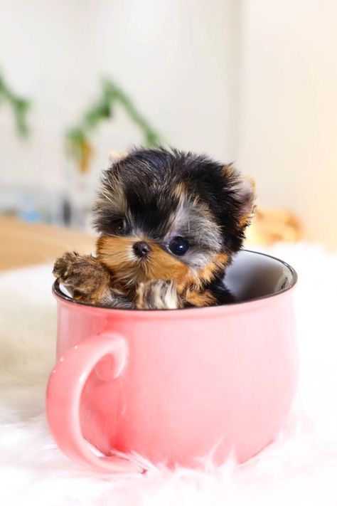 15 Most Popular Micro Teacup Puppies You'll Love Teacup Puppy Breeds, Pictures Of Cute Dogs, Small Cute Puppies, Micro Teacup Yorkie, Teacup Dog Breeds, Most Cutest Dog, Cute Puppy Photos, Micro Teacup Puppies, Teacup Dog