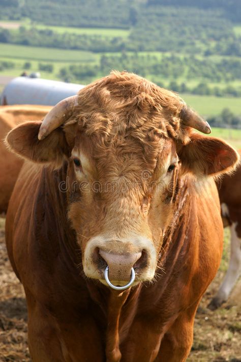 Friendly bull. With a nose ring in rural farmland #Sponsored , #Affiliate, #PAID, #bull, #farmland, #rural, #Friendly Bull Ring Piercing, Cow Nose Ring, Bull Nose Piercing, Bull Nose Ring, Cow Nose, Bull Pictures, Cows Mooing, Animal Noses, Albino Animals