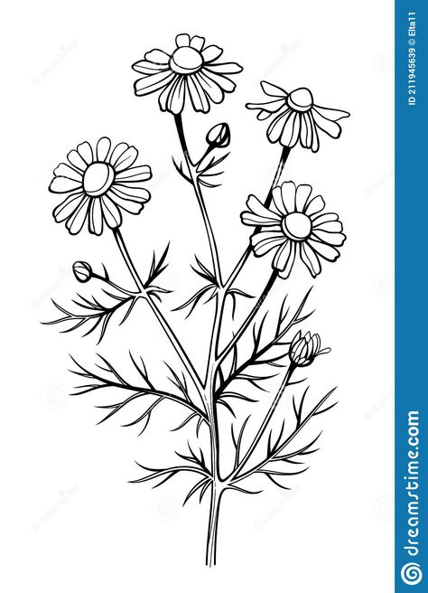 Drawing Daisy, Flower Line Art, Chamomile Flower, Line Art Drawing, Chamomile Flowers, Wood Slices, Line Art Drawings, Lotus Flower Tattoo, Flowers And Leaves