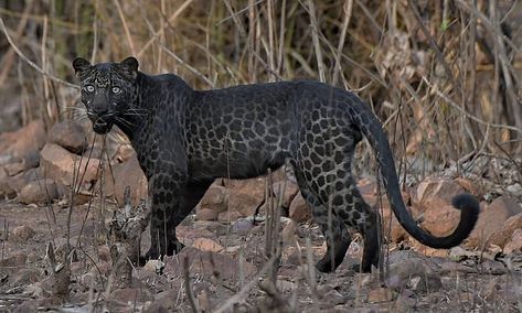 Rare BLACK leopard is spotted drinking from a pond at Indian reserve Leopard Pictures, Image Nature, Unusual Animals, Rare Animals, Majestic Animals, Leopard Spots, Black Animals, Black Leopard, News India