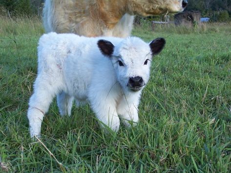 Home - Miniature Cattle Mini Fluffy Cows, Miniature Cattle, White Cows, Cow Photos, Mini Cows, Baby Farm Animals, Fluffy Cows, Cow Pictures