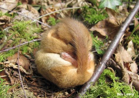 The Wildlife Trusts on Twitter: "Dormice can spend nearly three-quarters of the year 'asleep' in some form... sounds good? 💤… " Green Gym, Wakey Wakey, Insect Hotel, Your Spirit Animal, British Wildlife, Wildlife Gardening, Wild Adventures, Wildlife Nature, Fluffy Animals