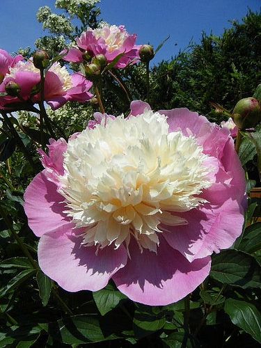 Peony Fertilizer, Perennial Flower, Good Morning Beautiful Flowers, Cottage Garden Plants, Flower Bulbs, Peonies Garden, Annual Flowers, Beautiful Flowers Garden, Diy Garden Projects