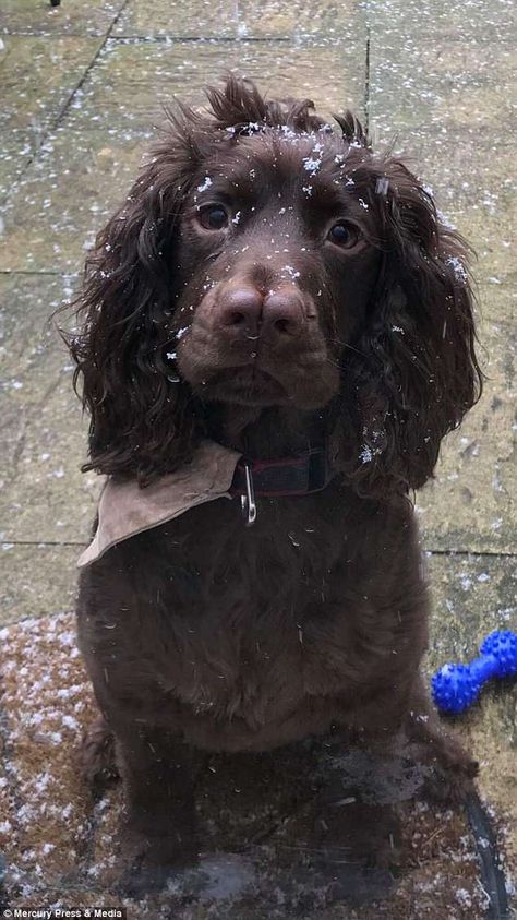 Curly-haired cocker spaniel Jack, four, gets plenty of attention while out walking, his ow... Dark Brown Cocker Spaniel, Chocolate Cocker Spaniel Puppies, Brown Working Cocker Spaniel, Sprocker Spaniel Puppy, Cocker Spaniel Full Grown, Cocker Spaniel Chocolate, Curly Haired Dog, Sprocker Spaniel Puppies, Boykin Spaniel Puppies