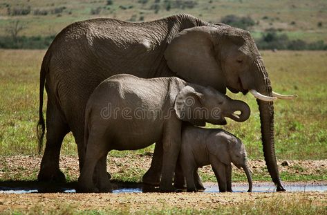 Three elephants. A family of elephants drink from a water hole in the Masi Mara , #Affiliate, #drink, #family, #elephants, #water, #Mara #ad World Cricket, Environmental Change, Save The Elephants, Endangered Animals, Beautiful Images Nature, Nature Images, Pet Store, Life Experiences, Animals Wild