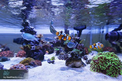 Reef Aquascape, Reef Tank Aquascaping, Saltwater Aquarium Setup, Aquarium Sump, Nano Reef Tank, Saltwater Aquariums, Coral Reef Aquarium, Saltwater Fish Tanks, Reef Tanks