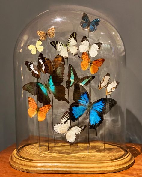 Large display of real butterflies in antique glass dome Insect Art Projects, Butterfly Dome, Antique Glass Domes, Butterfly Display, Real Butterflies, Glass Dome Display, Brighton England, Taxidermy Art, Casa Vintage