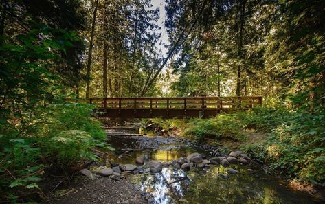 Sandy Oregon, Trail Hiking, Cedar Creek, Cedar Trees, Hiking Trail, National Forest, Summer Camp, Hiking Trails, Travel Inspiration